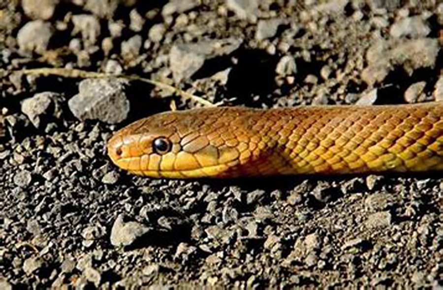 En lo que va de junio, se han reportado algunos incidentes en Nueva York, al registrarse la presencia de estos reptiles al interior de algunos hogares. Aquí te decimos cómo es que puedes mantenerlas a raya