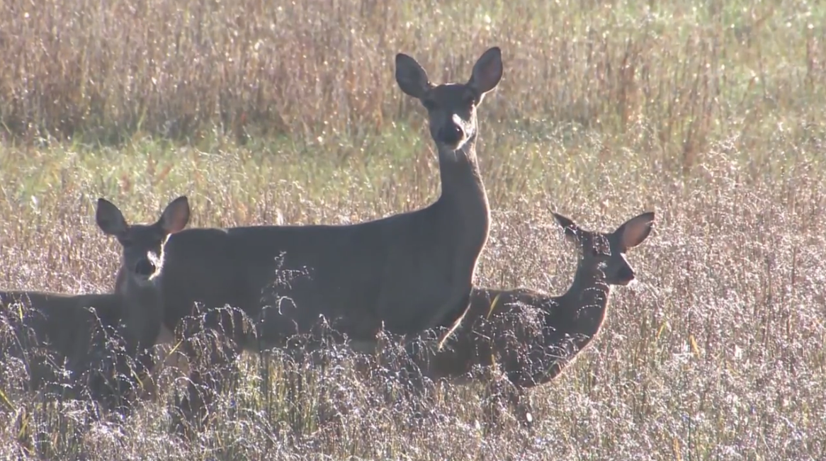 missouri, hunting, hunting season, deer hunting, 