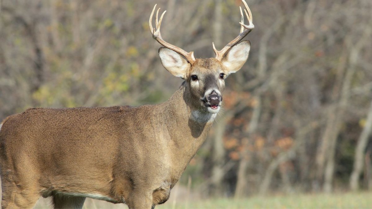 missouri, hunting, hunting season, deer hunting, 