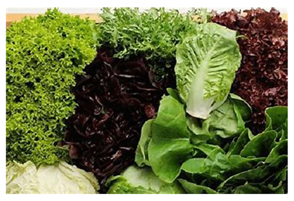 ¿Sabías que la lechuga tiene tanto nutrientes como la espinaca y otros vegetales de hoja verde?