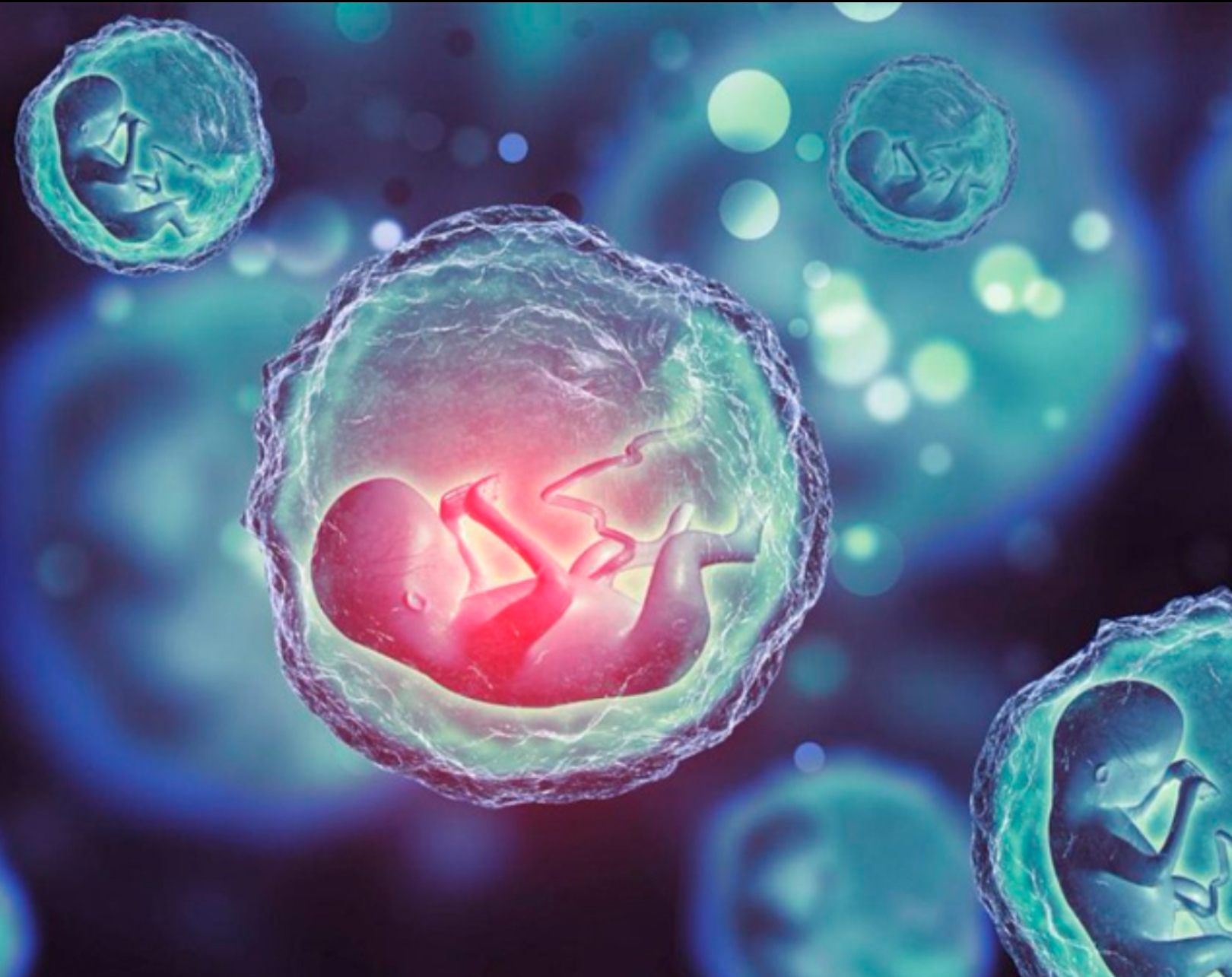 Embriones, ciencia, salud, tecnología, innovación, red latina, vida 