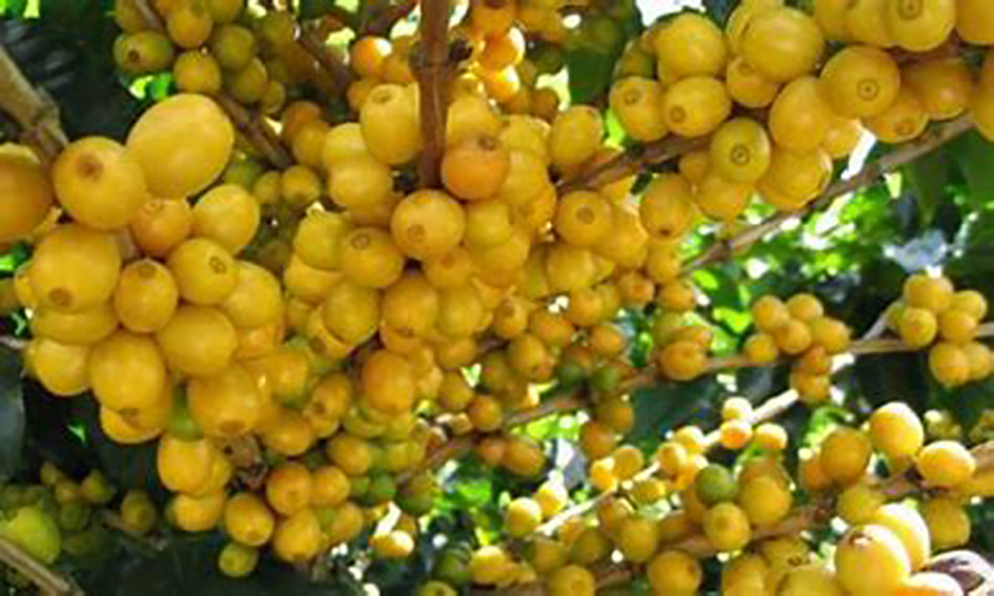  La llamada fruta de oro puede ayudar a la producción de colágeno y a la prevención de envejecimiento