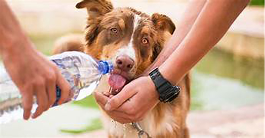 Las condiciones climáticas han hecho que más de una persona recurra a los calentadores para proteger a su mascota.