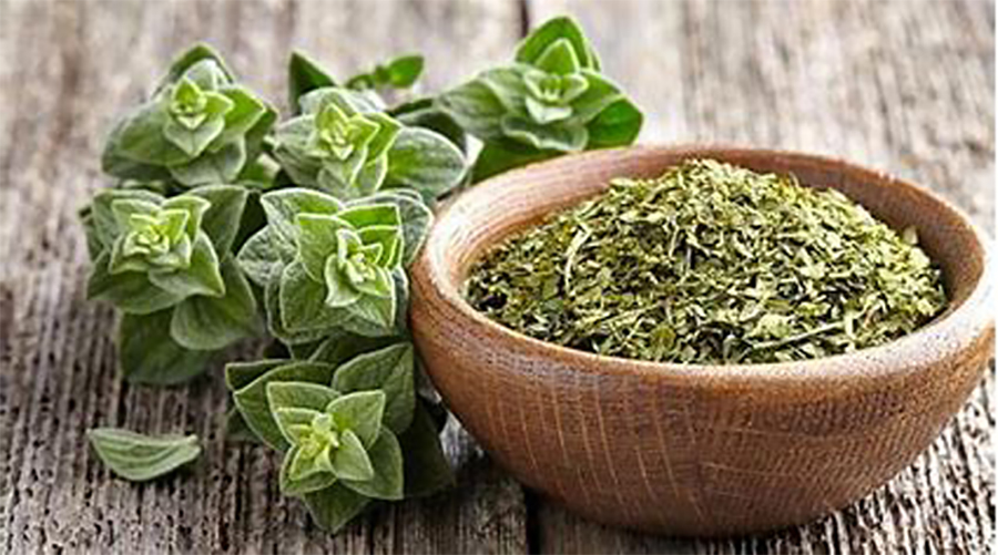 Los múltiples beneficios del orégano orejón para la salud lo convierten en un aliado natural para diversas afecciones. Puede consumirse de diversas formas