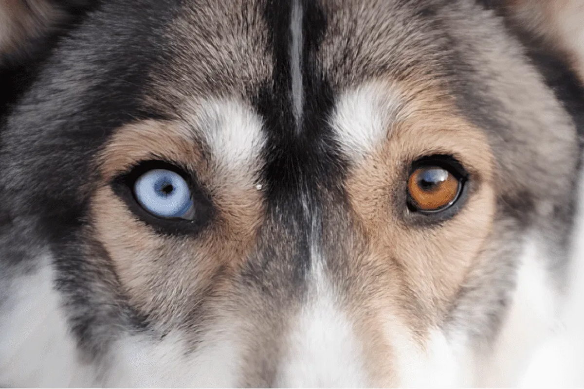 Investigación, Imágenes Faciales en Perros, Ojos Marrones, Red Latina