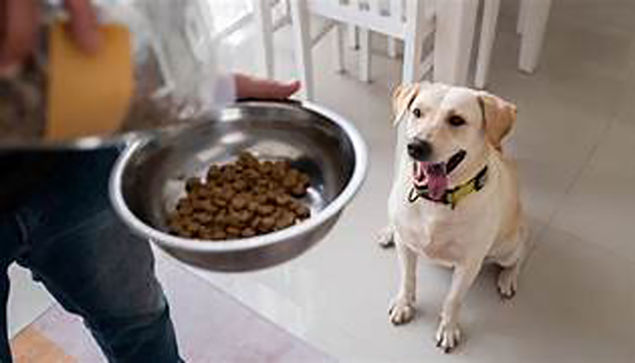  Cuida a tu perro con una alimentación adecuada. Descubre claves para evitar problemas de salud como sobrepeso o acidez estomacal