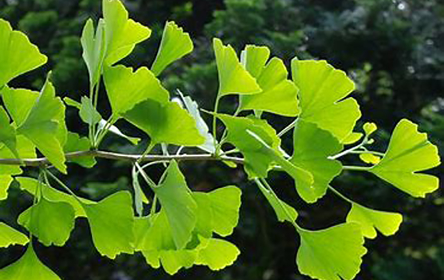 Utilizada desde la antigüedad, el ginkgo biloba es una planta con reconocidos efectos medicinales que contribuye a curar diversos padecimientos