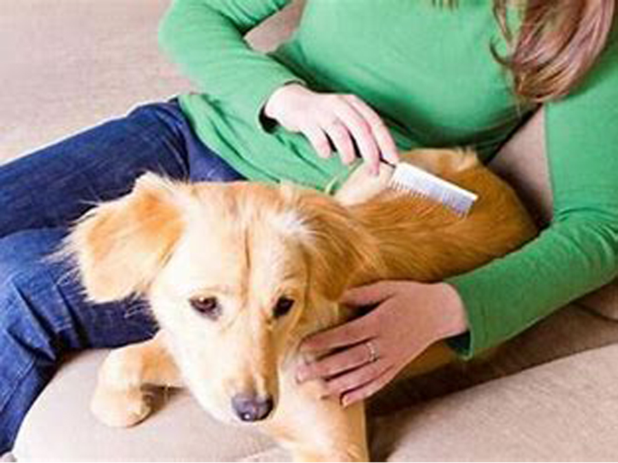 Con el crecimiento de la industria de cuidado de mascotas y el cambio en el estilo de vida de muchas personas, cada vez más propietarios están buscando maneras de brindarle a sus compañeros peludos una vida más feliz y saludable. 