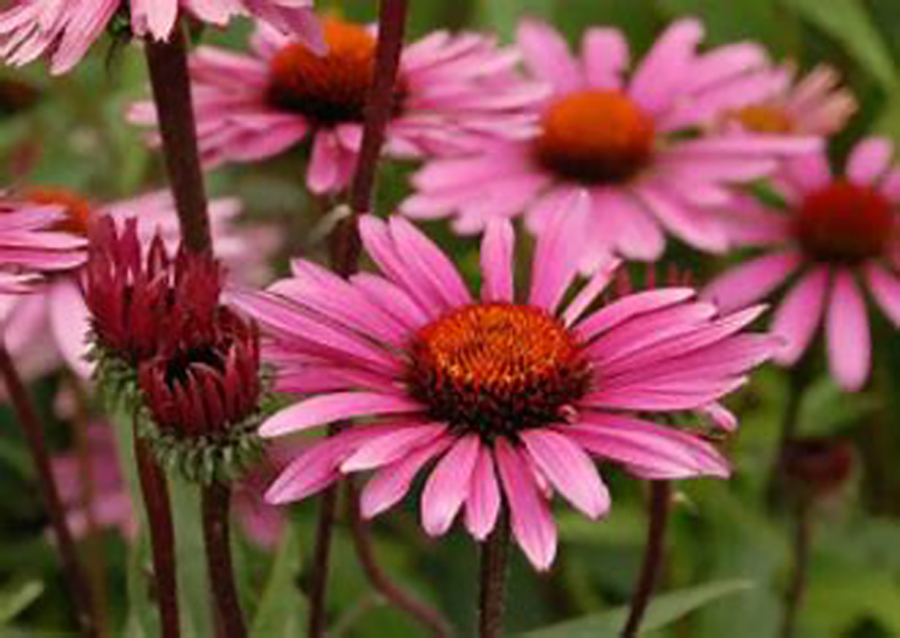 Las infusiones y tés son una de las formas más sencillas de aprovechar los beneficios de las hierbas medicinales como la equinácea, poderoso antiinflamatorio natural para combatir el resfriado