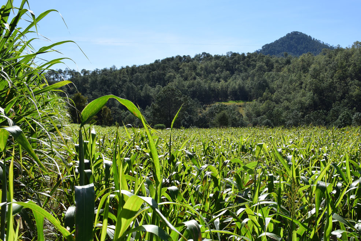 agricultura, eeuu, economia, tecnologia, acences, red latina 