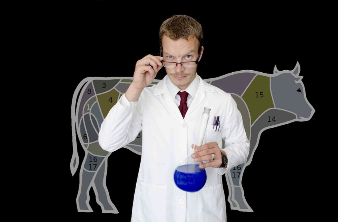 Carne, dióxido de carbono, red latina, terminología, futuro 