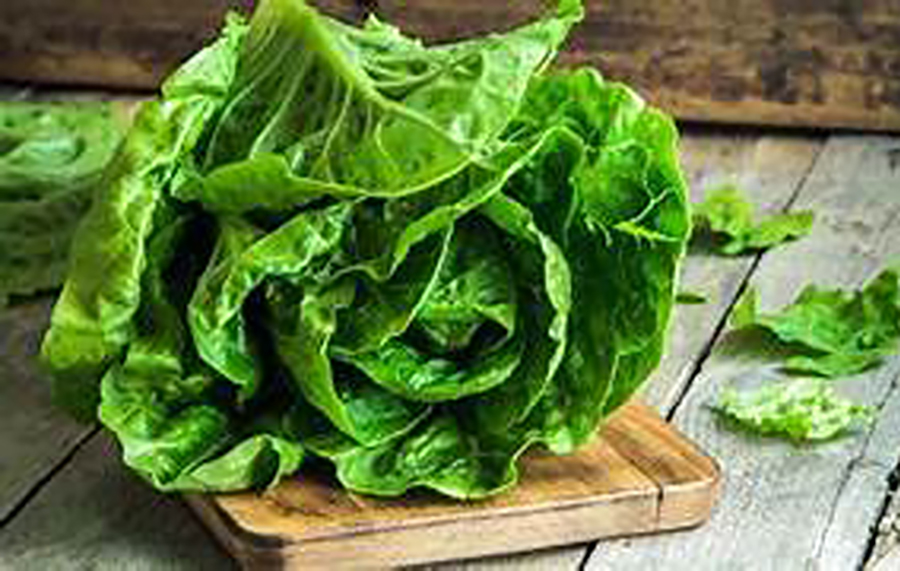   Aprende a conservar la lechuga fresca por más tiempo con el consejo de un experto