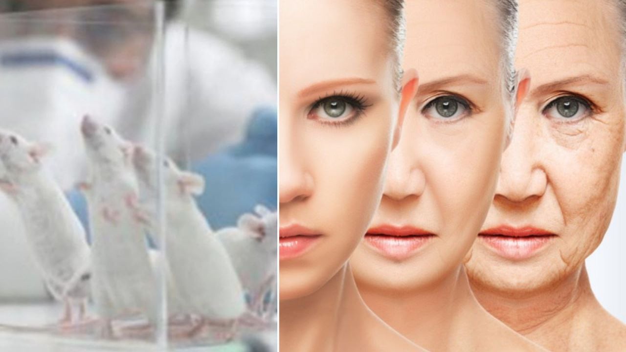 cientificos, envegecimienro, ratones, salud, ciencia, red latina 