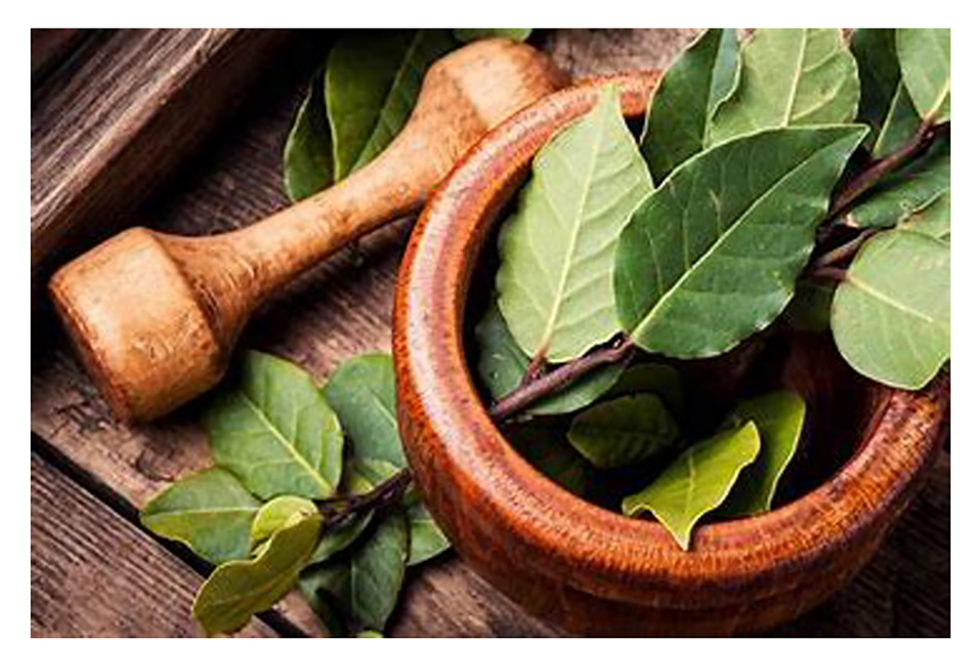 Utiliza las aromáticas hojas de laurel para realzar el sabor de tus comidas, y aprovecha los beneficios para la salud
