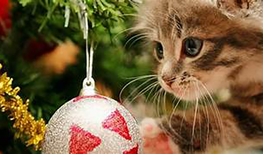  Aprende cómo proteger a tu mascota de los riesgos de los árboles de Navidad y plantas festivas comunes. Consejos útiles para unas fiestas seguras