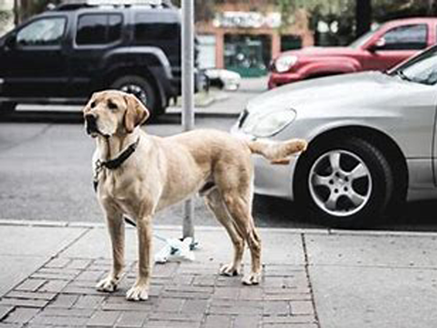  Municipios en Cataluña utilizarán tecnología genética para identificar y sancionar a propietarios irresponsables de mascotas