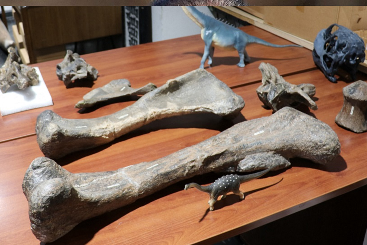 fosil, depredador, investigacion, red latina, Pampaphoneus biccai