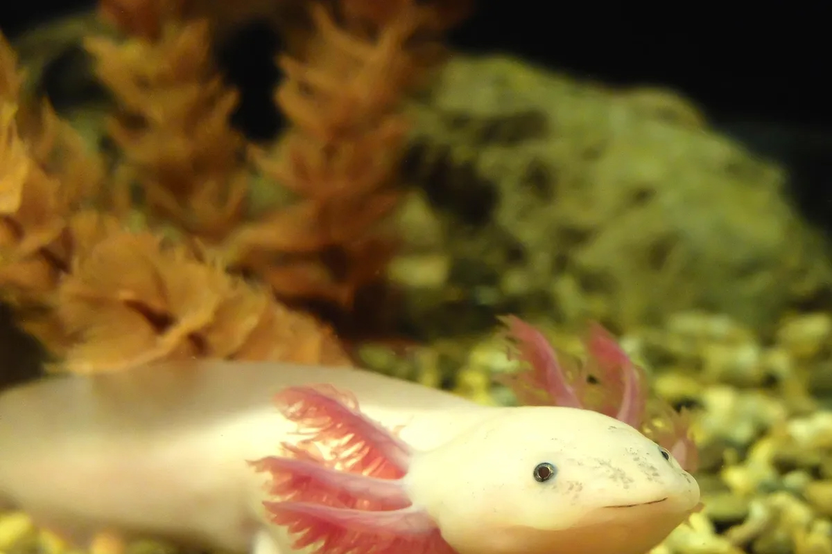 Regenerar extremidades. ajolote, investigación, Red Latina