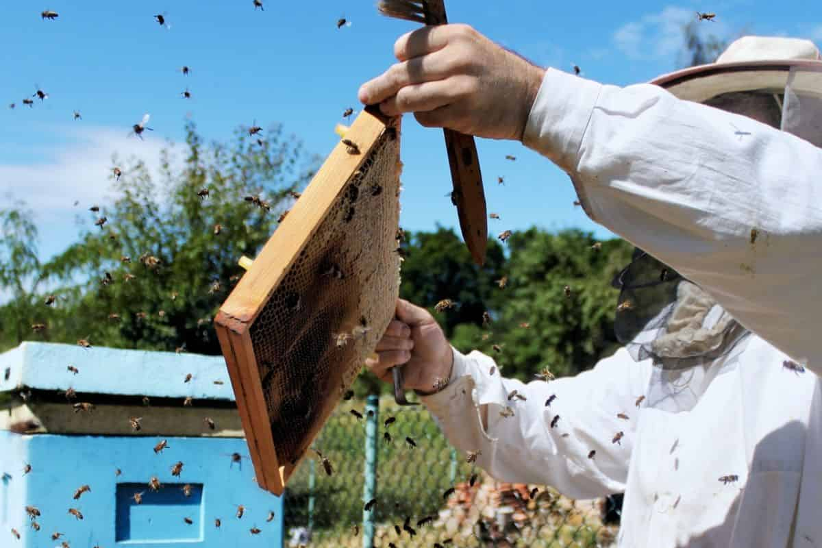Abejas, apiarios, muerte de cientos de ellas, repercusiones, red latina